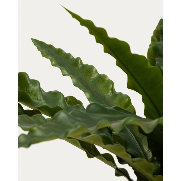 Kunstlik sukulent (kõrgus 70 cm) Neottopteris - Kave Home-image-3