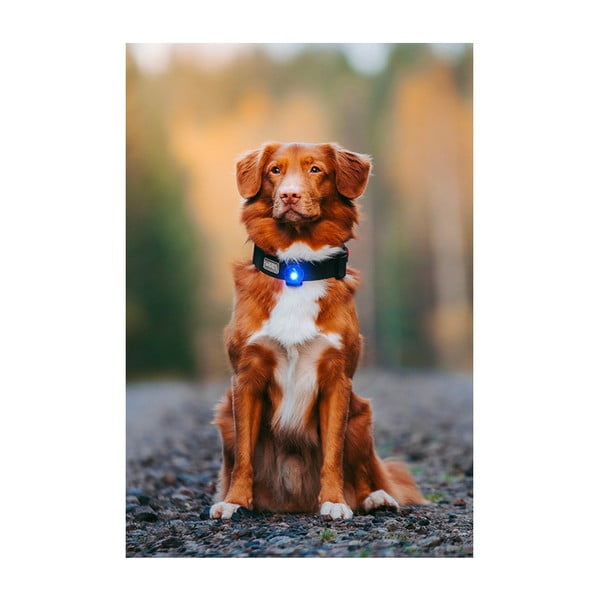 LED-kaelarihm Blue – Orbiloc-image-4