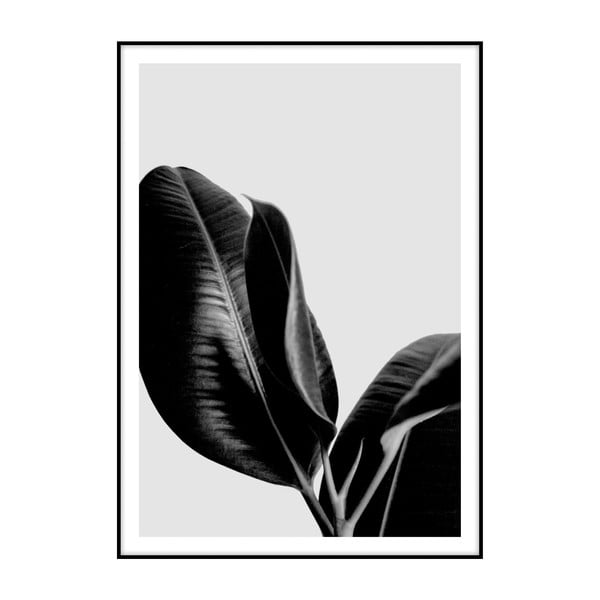 Plakát Imagioo Ficus, 40 x 30 cm