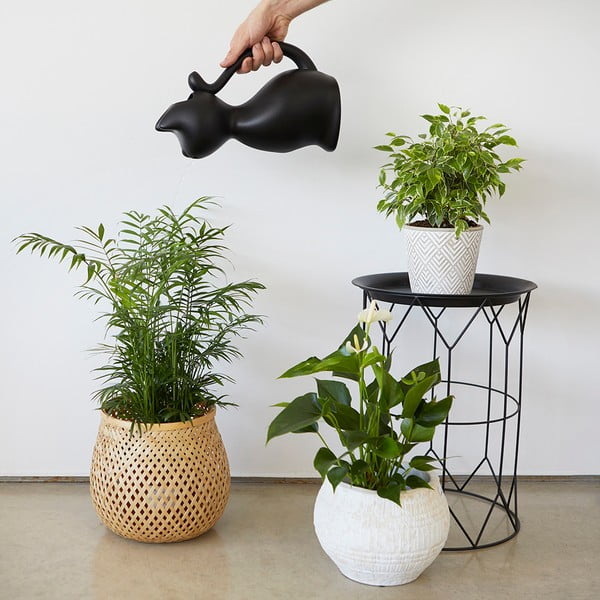 Plastikust kastekann 2 l Meow - Balvi-image-2