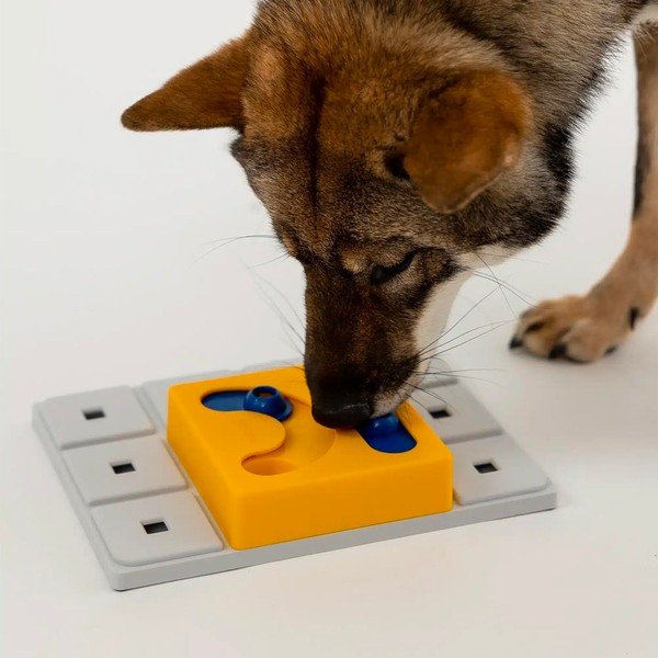 Koerte mõistatus Kaya – Pawzler-image-2