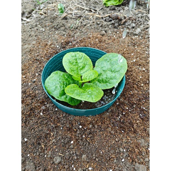 Kastmisrõngas – Garden Pleasure-image-1