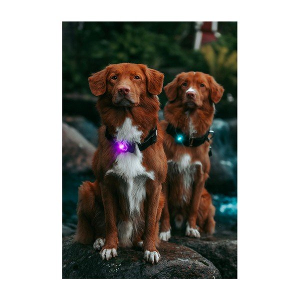 LED-kaelarihm Purple – Orbiloc-image-3