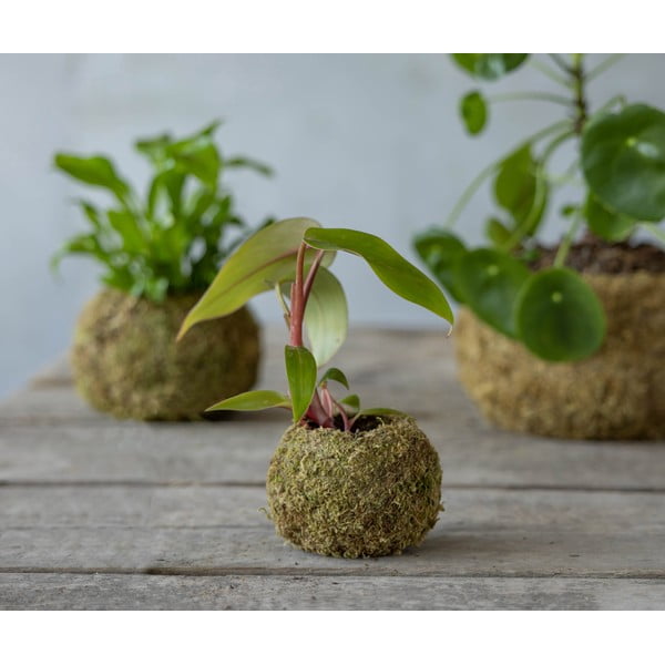 Lillepott ø 9 cm Kokedama - Esschert Design-image-2
