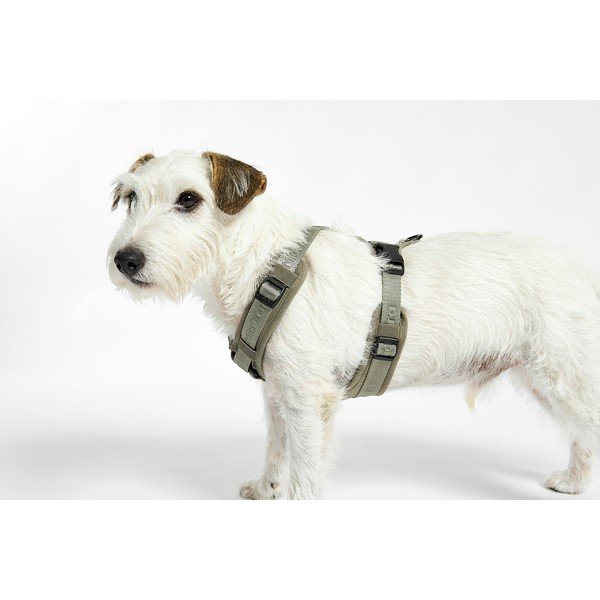 Roheline traksid L pikkus 42 cm Modena Grolive L – MiaCara-image-3