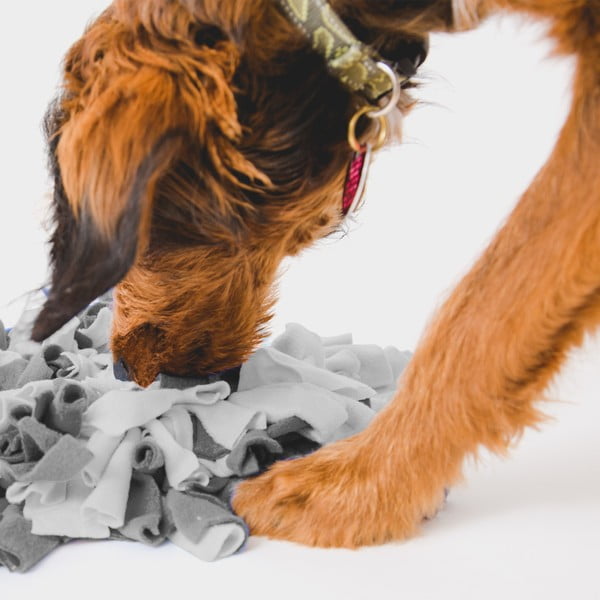 Nuusutamistekk Raccoon – Love Story-image-1