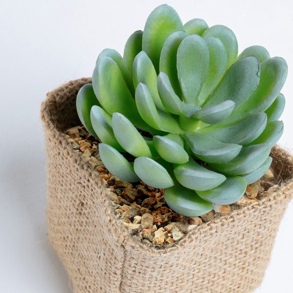 Kunstlik mahlakas Pachyphytum - Kave Home-image-1