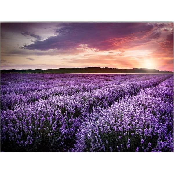 Maal 100x70 cm Lavender Field - Wallity