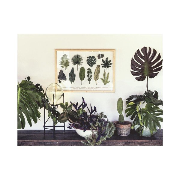 Pilt männipuidust raamiga Leafes Guide, 50 x 70 cm Leaves Guide - Surdic-image-1