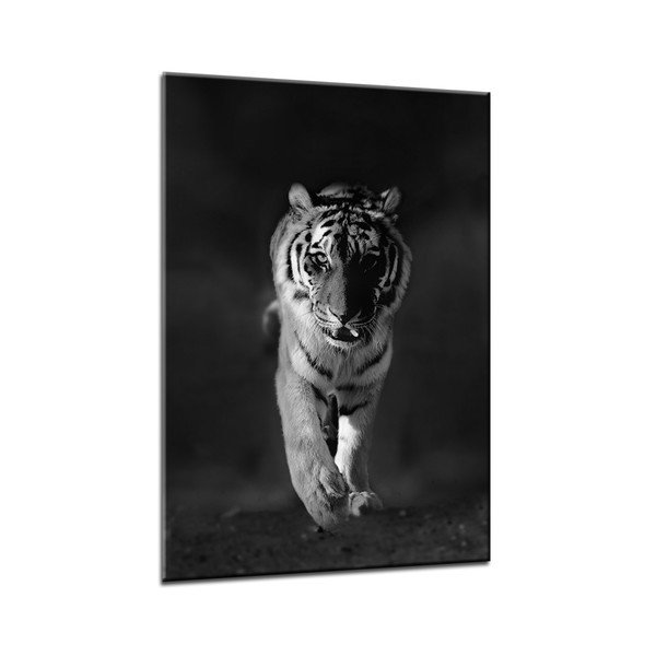 Obraz Styler Glasspik Animals Tiger, 70 x 100 cm