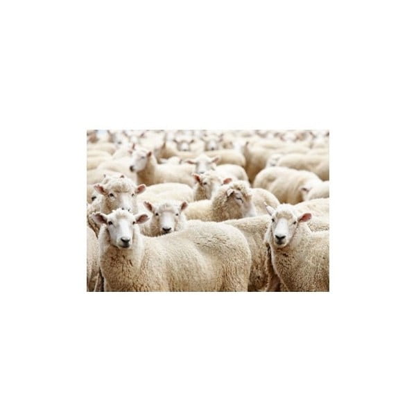 Prostírání Sheep 40x30 cm