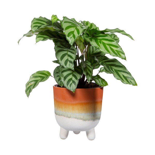 Lillepott terrakotast Bohemian Home , ø 11,7 cm Mojave - Sass & Belle-image-2