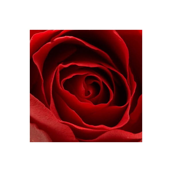 Obraz na skle Růže IV, 20x20 cm
