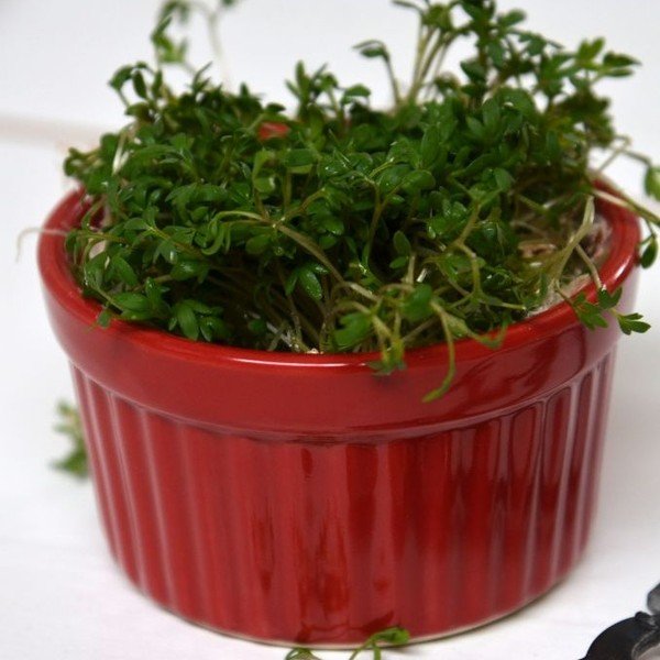 Ramekin forma Mynte Red-image-1