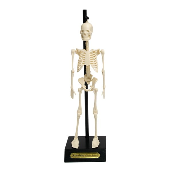 Anatoomilise skeleti mudel Anatomical Skeleton - Rex London