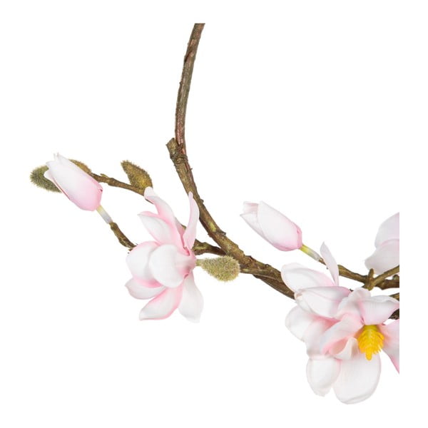 Pärg Magnolia - Ixia-image-2