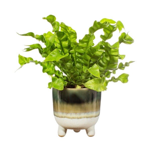 Roheline pott Bohemian Home , ø 11,7 cm Mojave - Sass & Belle-image-2