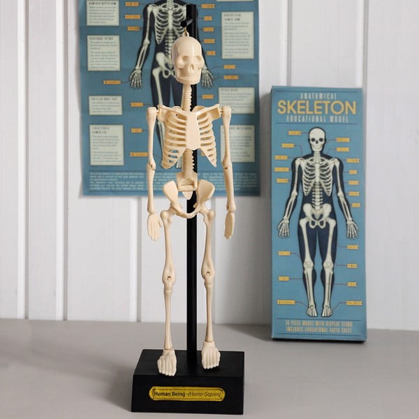 Anatoomilise skeleti mudel Anatomical Skeleton - Rex London-image-1