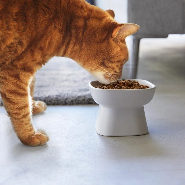 Keraamiline lemmiklooma kauss Tower - YAMAZAKI-image-1