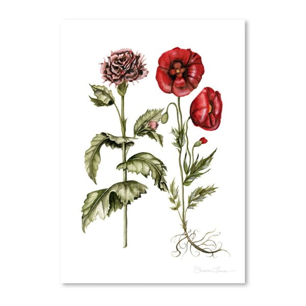 Plakát Americanflat Carnation And Poppies by Shealeen Louise, 30 x 42 cm