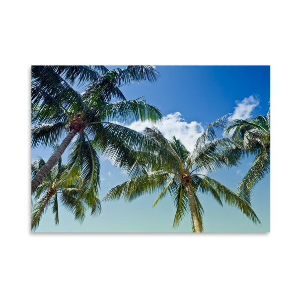 Plakát Palm Trees