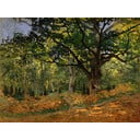 Maali reproduktsioon , 70 x 50 cm Claude Monet - The Bodmer Oak, Fontainebleau Forest - Fedkolor
