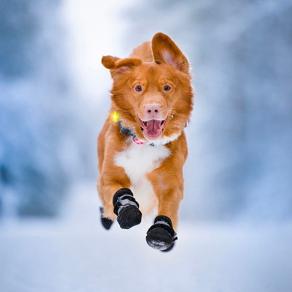 LED-kaelarihm Yellow – Orbiloc-image-1