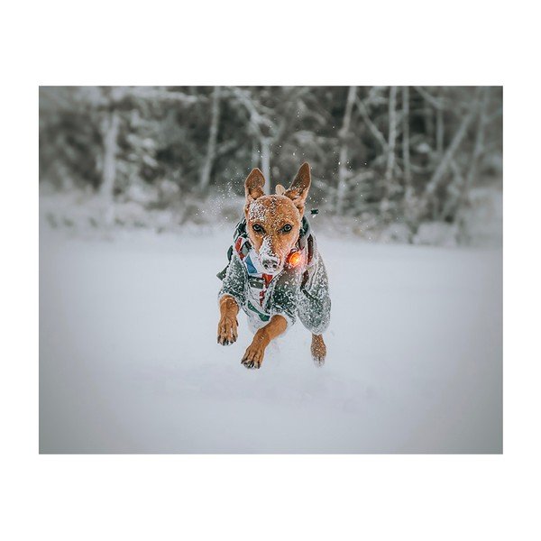 LED-kaelarihm Yellow – Orbiloc-image-4