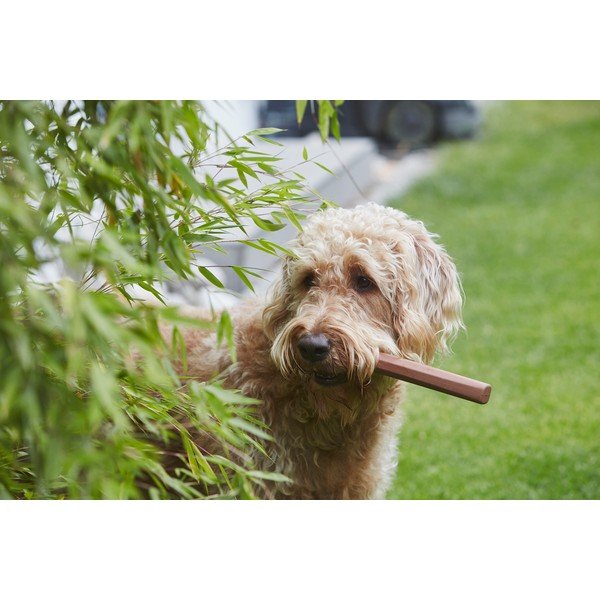 Mänguasi koerale Ramo Sandalwood - MiaCara-image-1