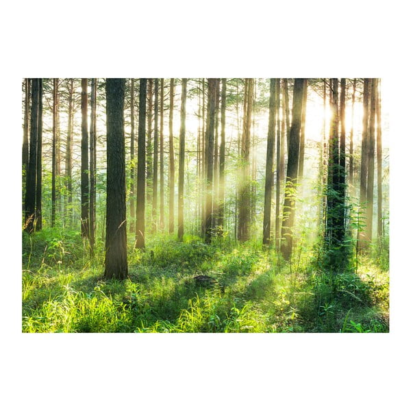 Velkoformátová tapeta Rozednění v lese, 366x254 cm