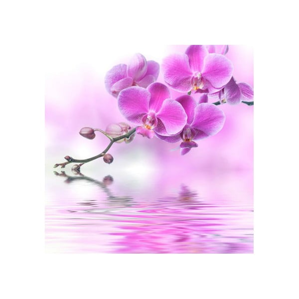 Obraz na skle Orchidej I, 20x20 cm