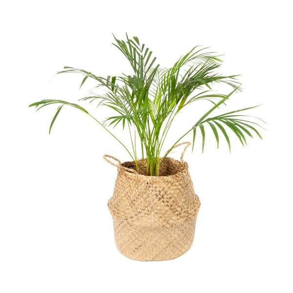 Kerge seagrassist korv , ⌀ 36 cm - Compactor-image-4