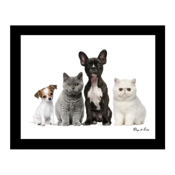 Obraz na plátně 8mood Cats and Dogs, 50 x 40 cm