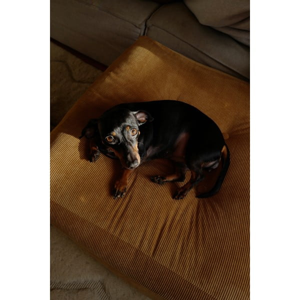 Velvetist istmepadi More - Karup Design-image-4