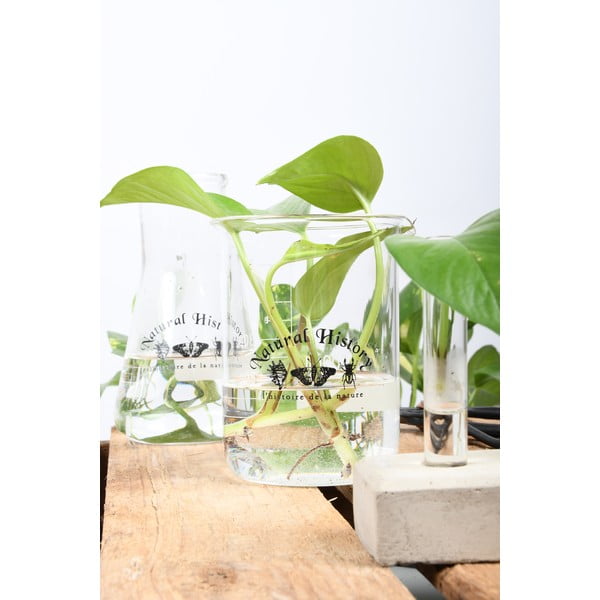 Klaasvaas (kõrgus 12 cm) Natural History - Esschert Design-image-2
