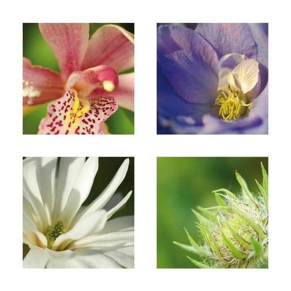 Set 4 fotoobrazů Květy, exkluzivní edice