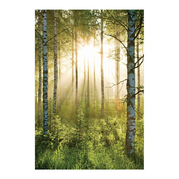 Velkoformátová tapeta Prosvětlený les, 158x232 cm