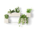 Rippuvad plastikust maitsetaimede potidm 4tk komplektis Cubiko - Umbra