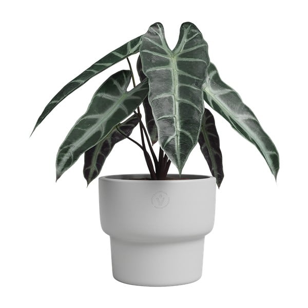 Keraamiline käsitöö lillepott ø 17 cm Echo - Artevasi-image-1