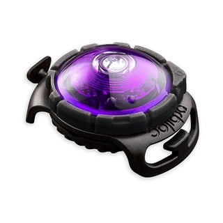 LED-kaelarihm Purple – Orbiloc