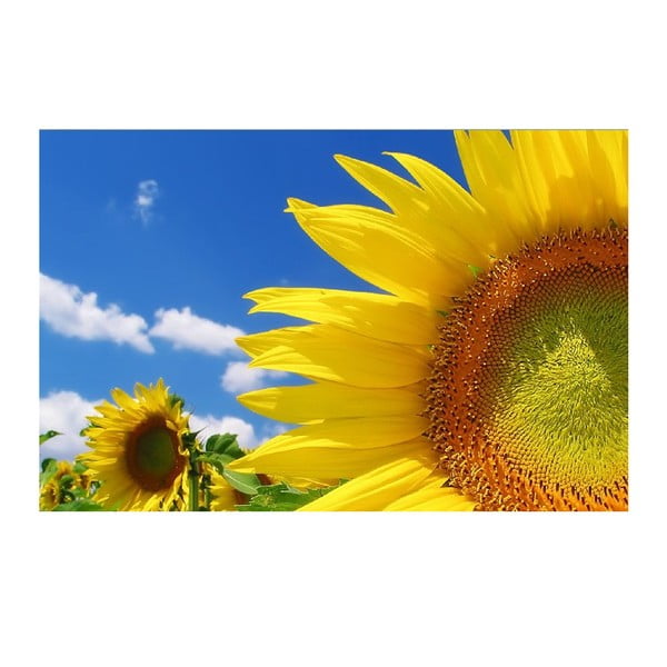 Obraz Slunečnice každý den, 45x70 cm