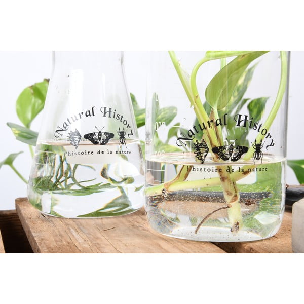 Klaasvaas (kõrgus 12 cm) Natural History - Esschert Design-image-3