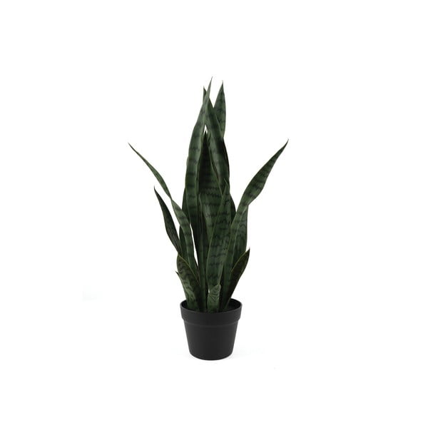 Kuivatatud taim (kõrgus 66 cm) Sansevieria - PT LIVING