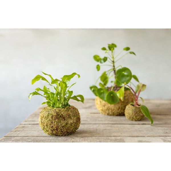 Lillepott ø 14,5 cm Kokedama - Esschert Design-image-2