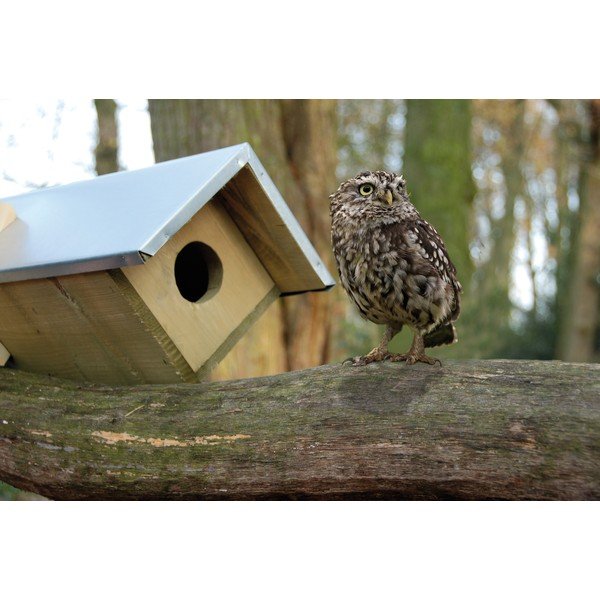 Puit öökulli maja – Esschert Design-image-1