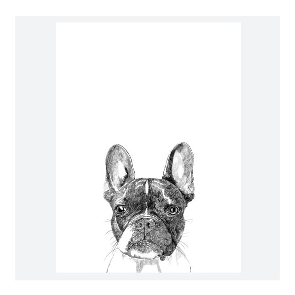 Plakát Murphy The Boston Terrier, 30x40 cm