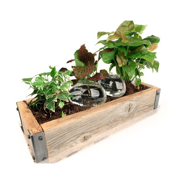 Sada 2 zavlažovačů Kikkerland Water From a Stone, 207 ml-image-2