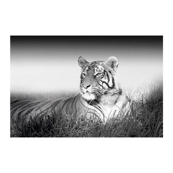 Fotoobraz Tiger, 51x81 cm