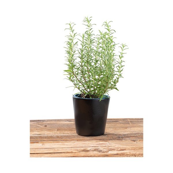 Keraamika lillepoti kate  ø 13 cm Black Outdoor Kitchen Kuro – Wenko-image-4