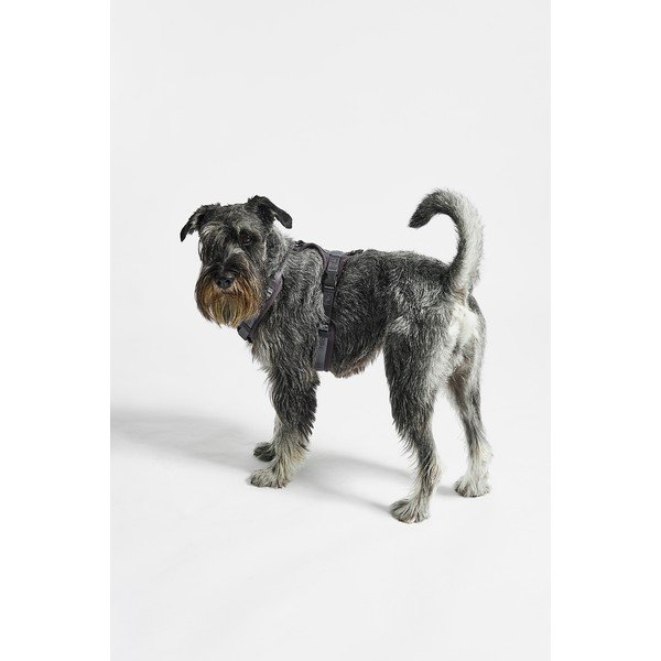 Tumehall traksid S pikkus 30 cm Modena Asphalt S – MiaCara-image-1